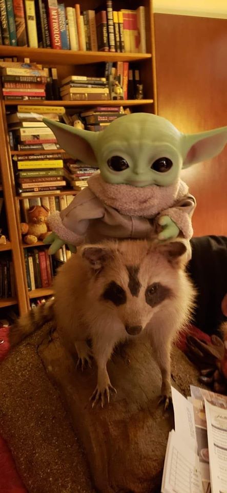The meme is a screenshot of a scene from the movie "Star Wars: The Force Awakens" featuring a young girl (who is a new character in the Star Wars universe) holding a small, furry creature that looks like a cross between a cat and a rabbit. The creature is wearing a tiny backpack and has a few strings of "help me" scribbled on its forehead in a child's handwriting. The image is captioned "Help me, I'm small".